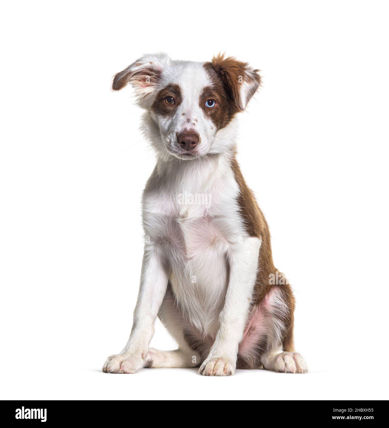 ODD-eyed marrone e bianco giovane bordo collie cane seduta, isolato su bianco Foto Stock