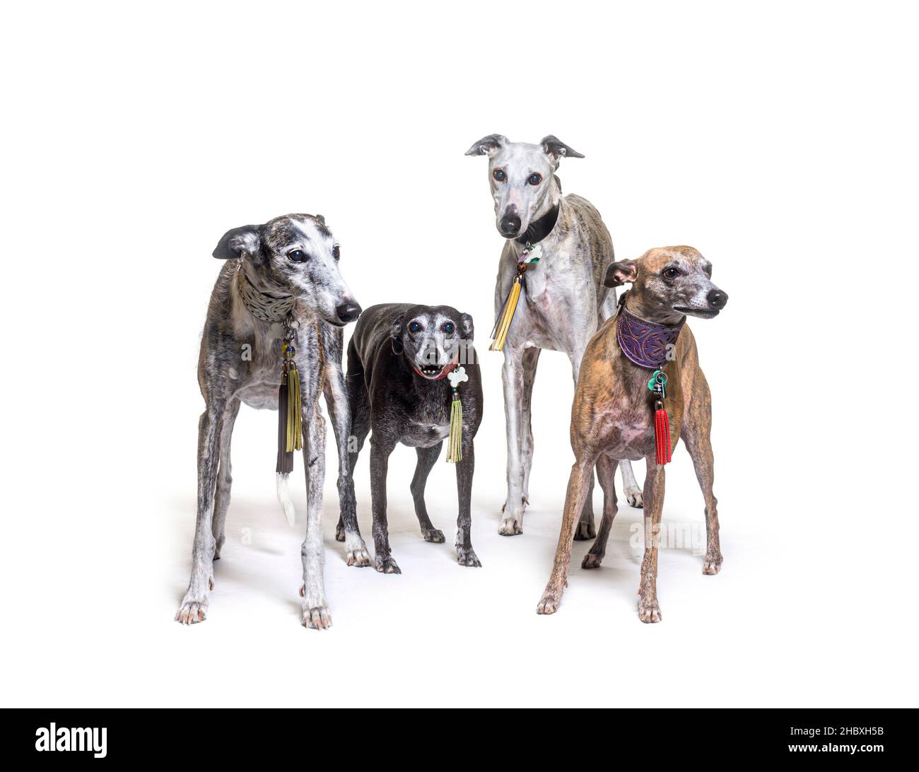 Molti vecchi cani Galgo espanol in piedi un colletto, isolato su bianco Foto Stock