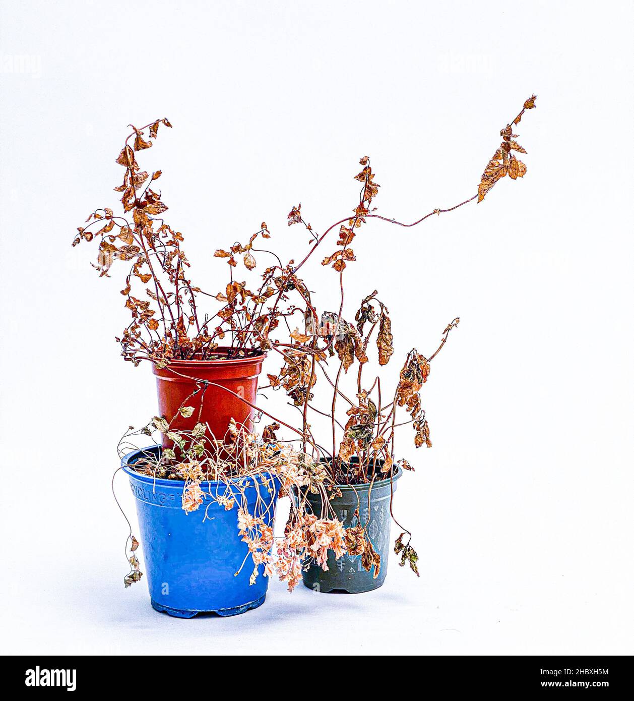 Pianta secca e morta trascurata in vaso di plastica blu e rosso Foto Stock