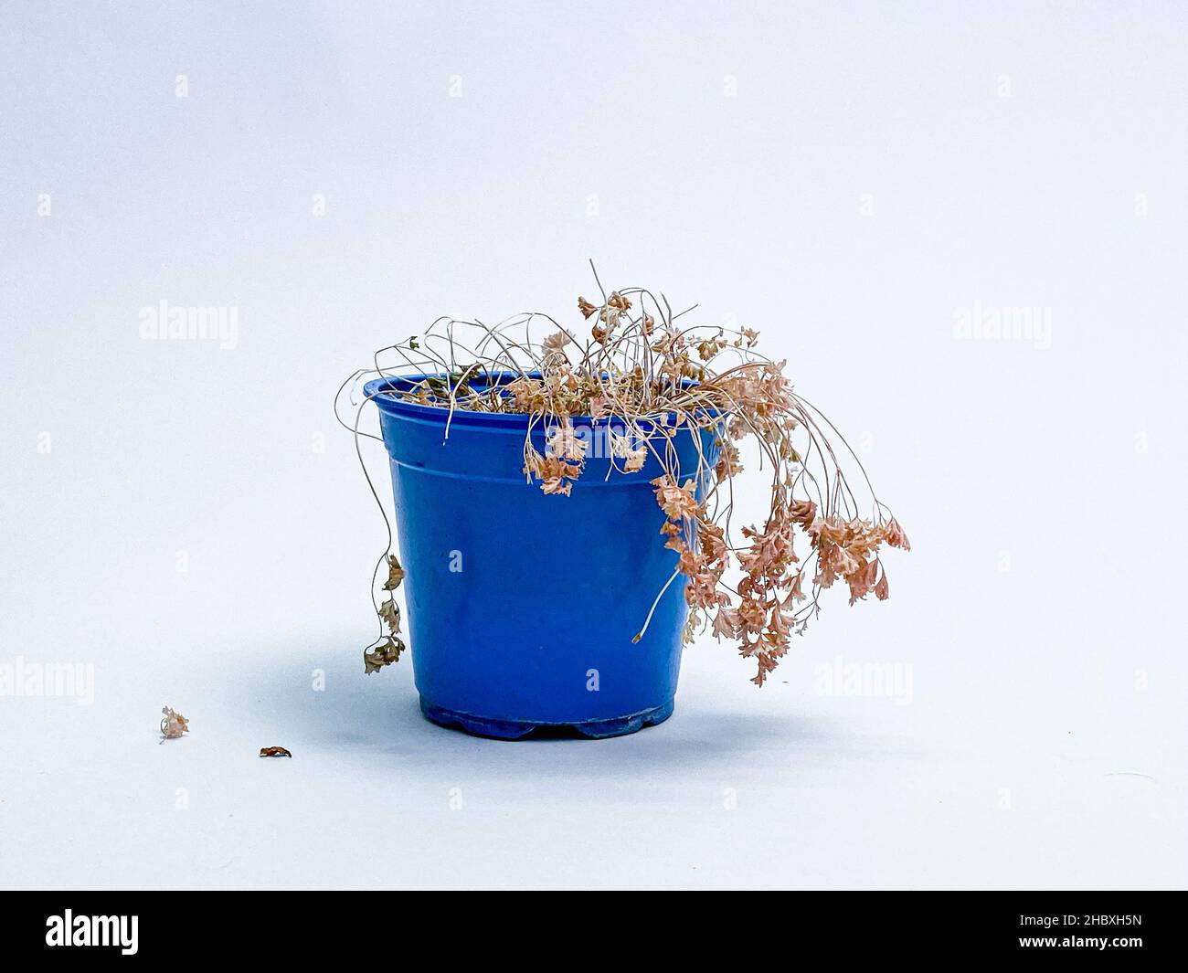 Pianta secca e morta trascurata in vaso di plastica blu e rosso Foto Stock