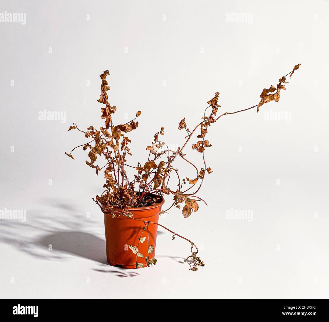 Pianta secca e morta trascurata in vaso di plastica blu e rosso Foto Stock