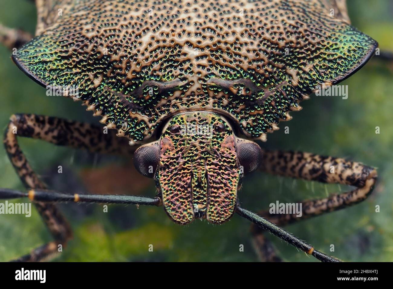 Primo piano di un bronze Shieldbug (Troilus luridus) su foglia di quercia. Tipperary, Irlanda Foto Stock