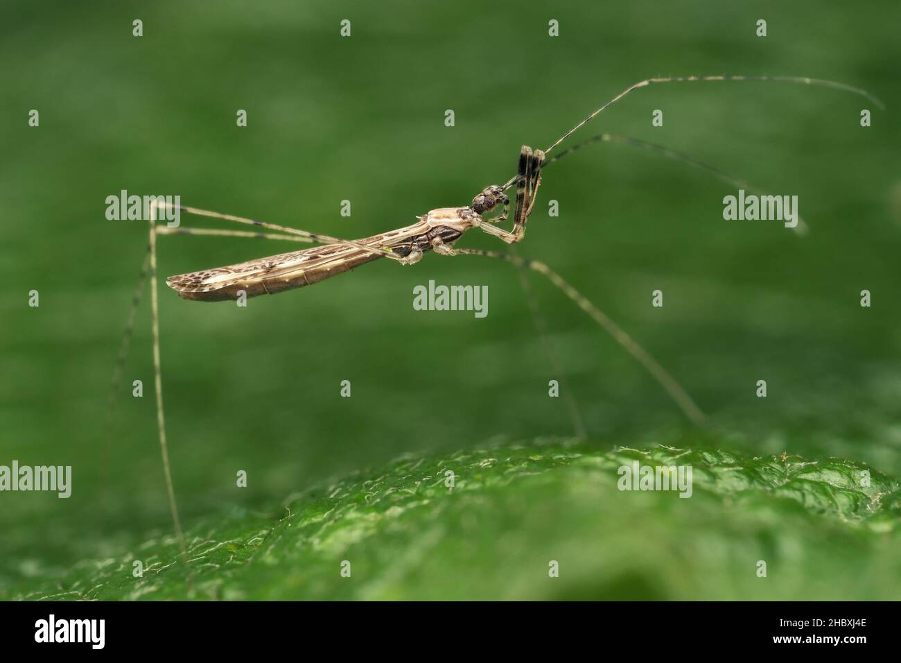 Empicoris vagabundus bug strisciando su foglia. Tipperary, Irlanda Foto Stock
