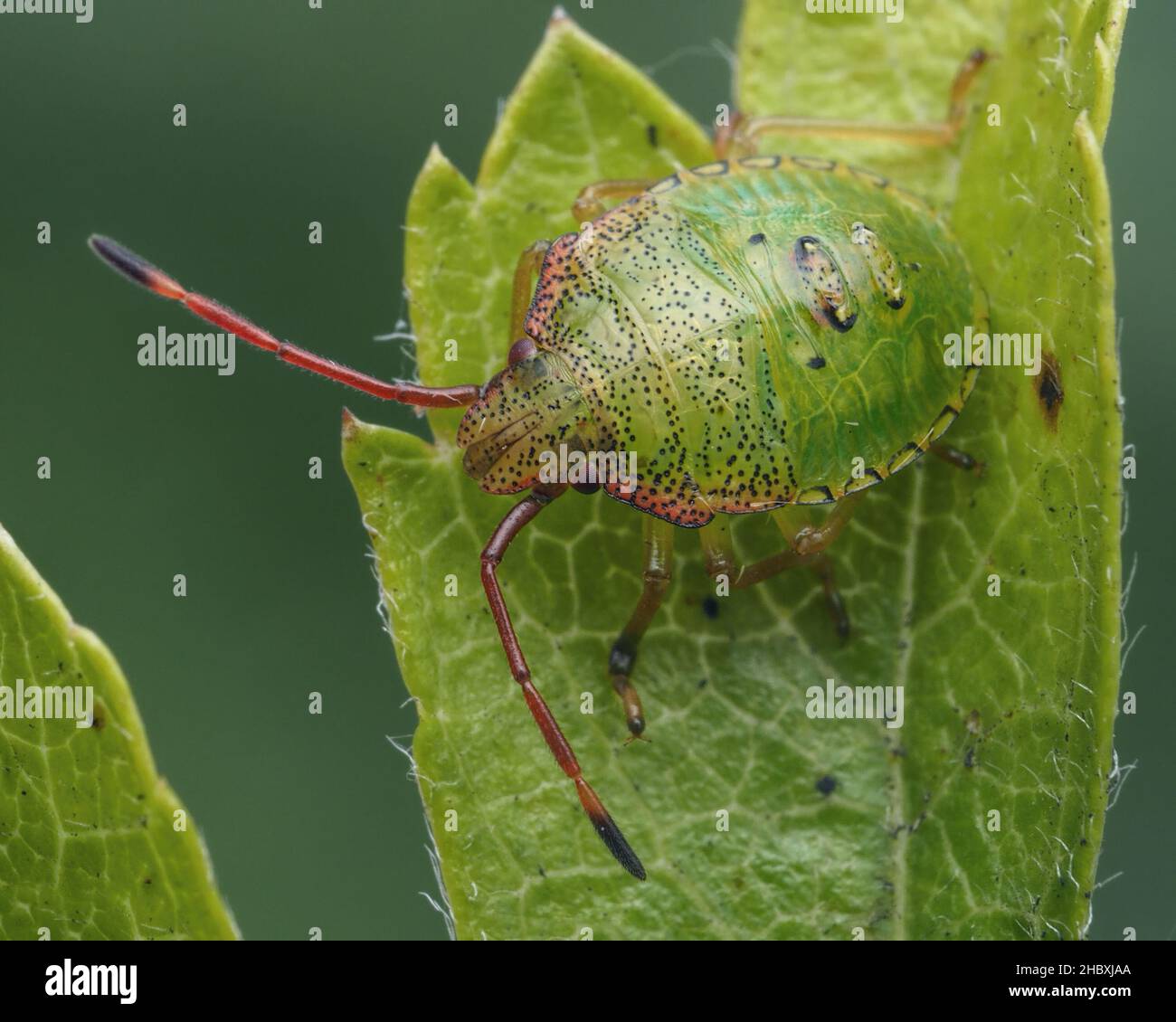 Hawthorn Shieldbug ninfa (Acanthosoma emorroidale) a riposo su foglia di biancospino. Tipperary, Irlanda Foto Stock