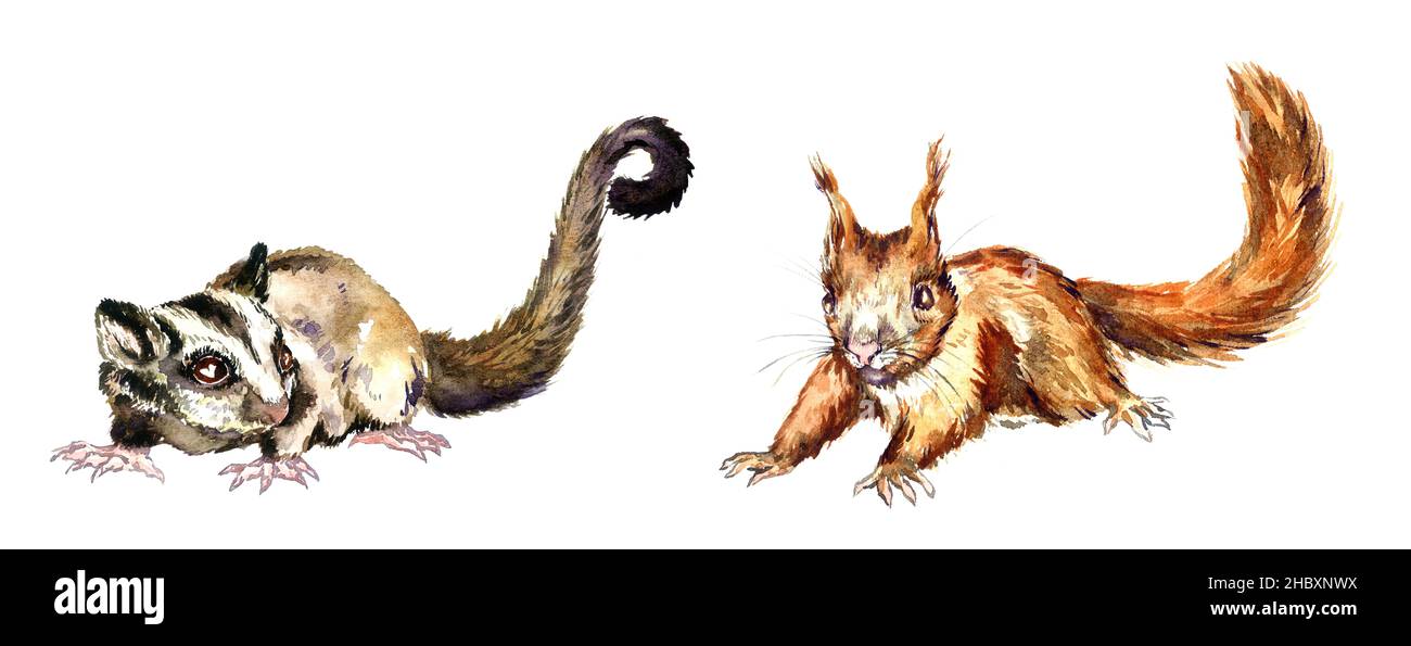 Parapendio di zucchero (Petaurus breviceps) vista laterale e scoiattolo rosso o scoiattolo rosso eurasiatico (Sciurus vulgaris) dipinto a mano acquerello illustrazione Foto Stock