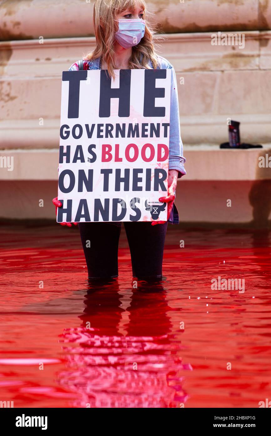 Attivista della ribellione degli animali in piedi in acqua rossa nella fontana di Trafalgar Square che tiene sangue sulle mani placard London 2020 Foto Stock