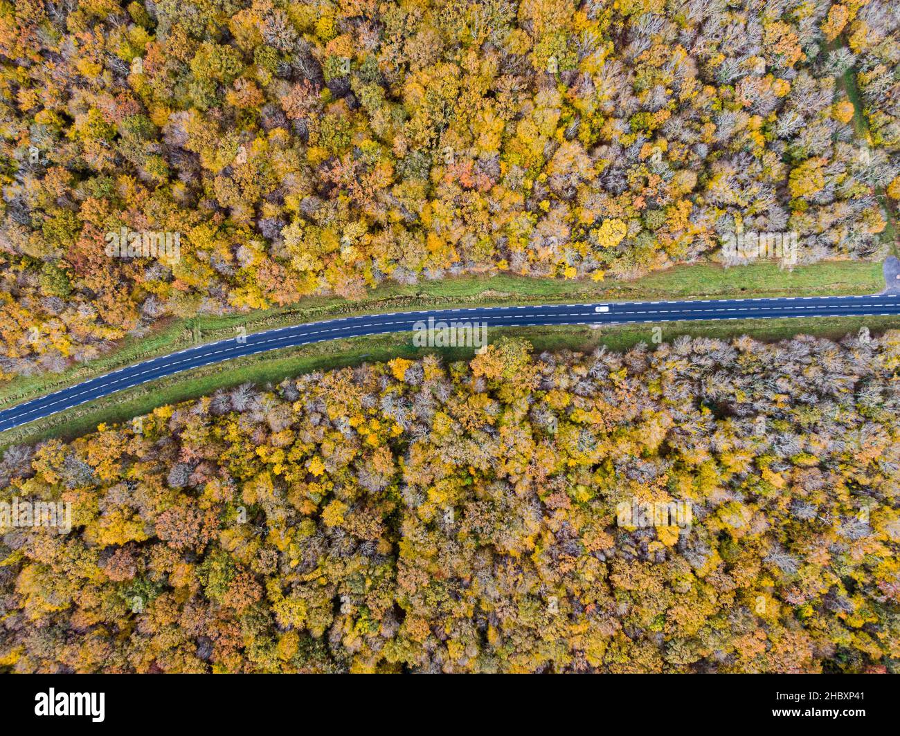 Strada forestale con auto bianca durante l'autunno. Veduta aerea strada che attraversa una foresta di alberi decidui gialli e dorati, autunno Foto Stock