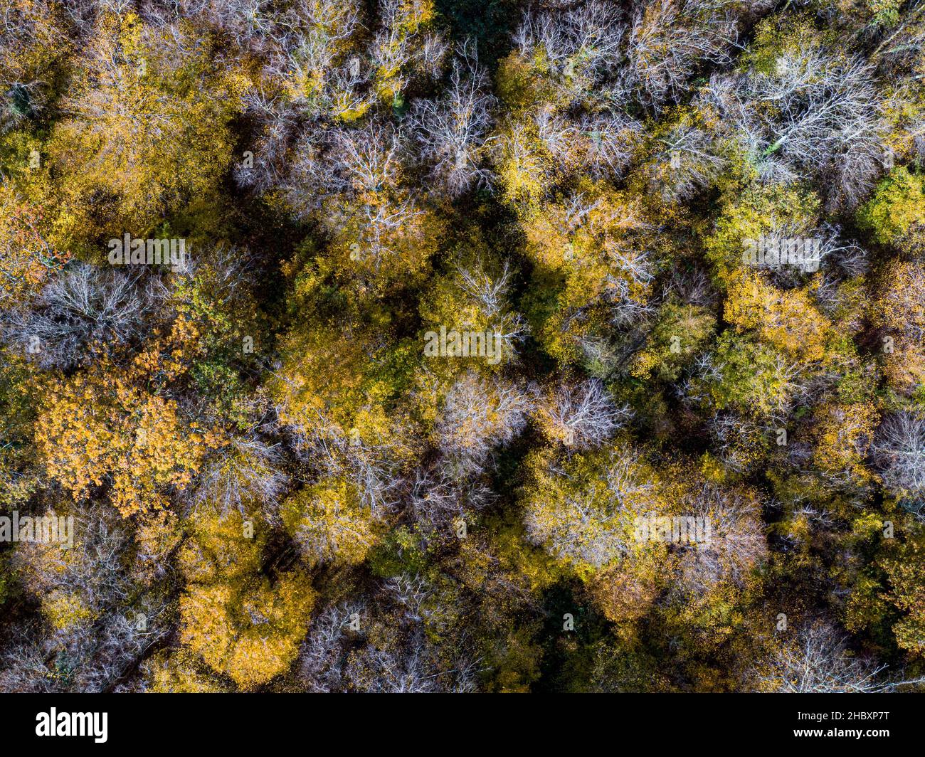 Veduta aerea dall'alto della foresta decidua d'autunno, sfondo giallo e colorato Foto Stock