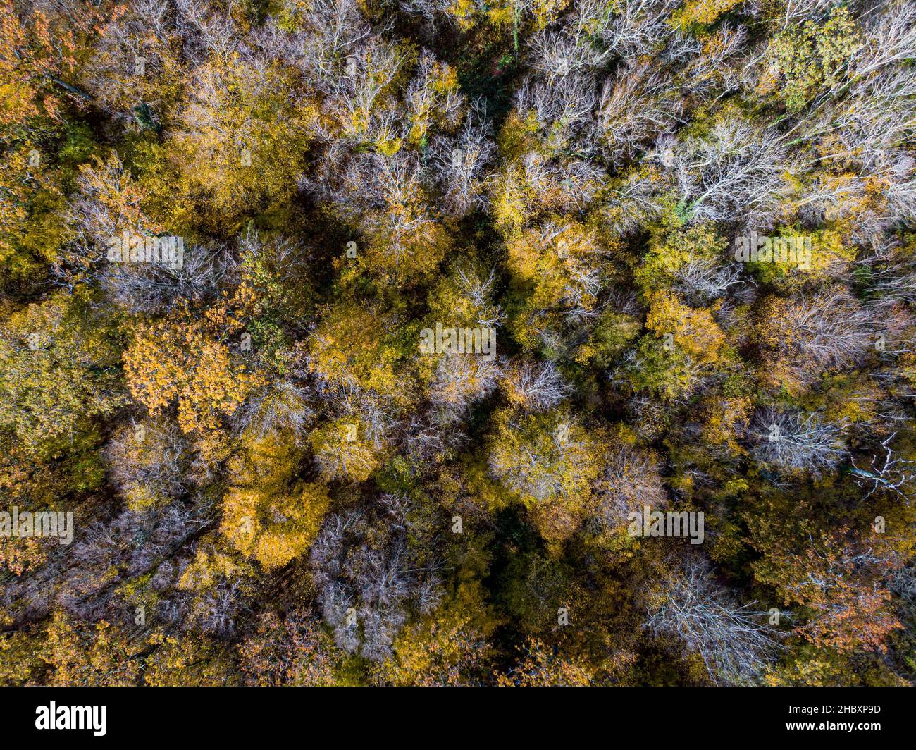 Veduta aerea dall'alto della foresta decidua d'autunno, sfondo giallo e colorato Foto Stock