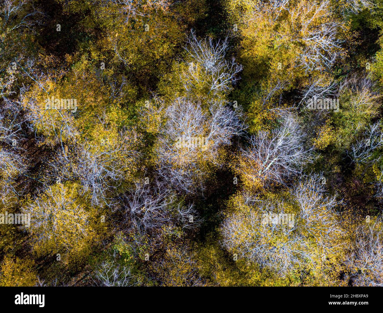 Veduta aerea dall'alto della foresta decidua d'autunno, sfondo giallo e colorato Foto Stock