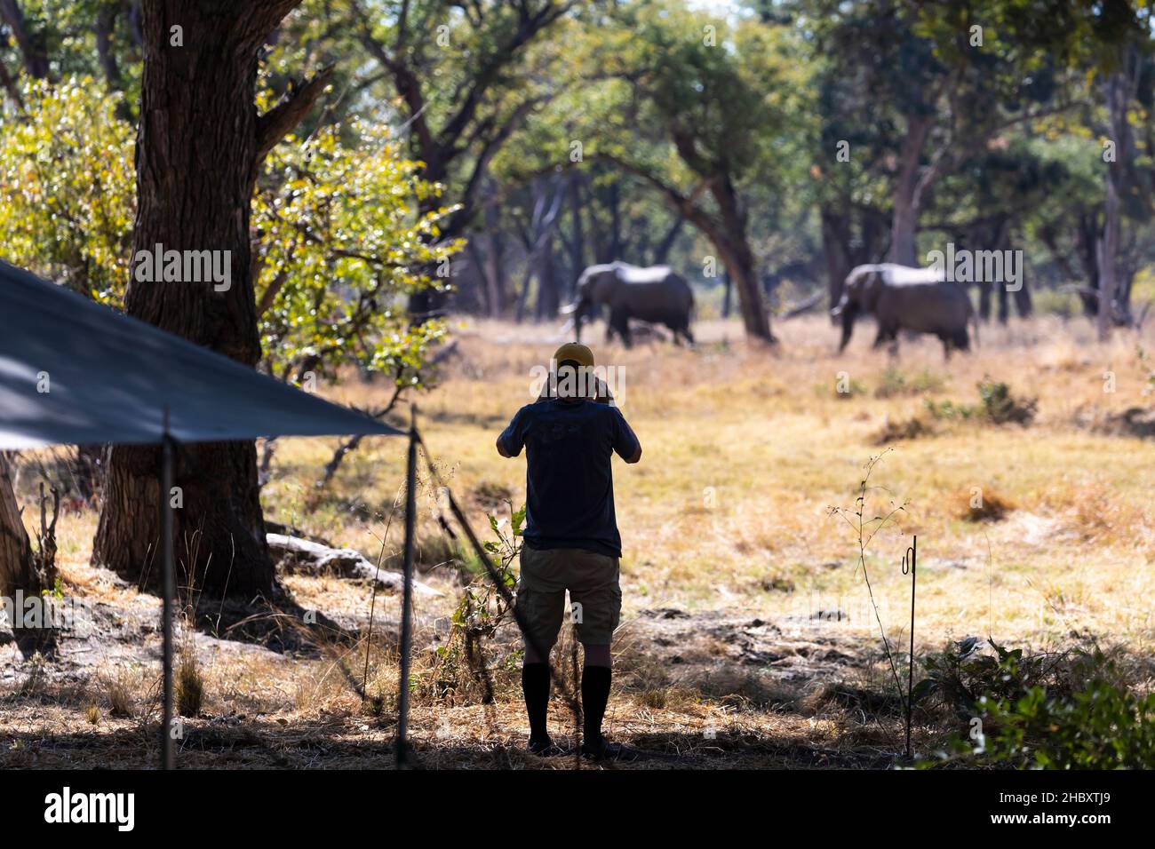 Uomo che guarda due elefanti maturi, loxodonta africana, che cammina attraverso gli alberi vicino ad un campo safari. Foto Stock