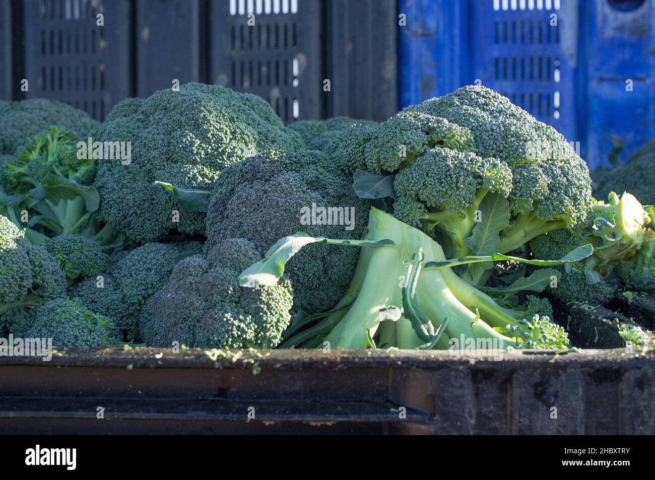 Scatola piena di broccoli dopo la raccolta. Solchi a Guadiana River Meadow, Extremadura, Spagna Foto Stock