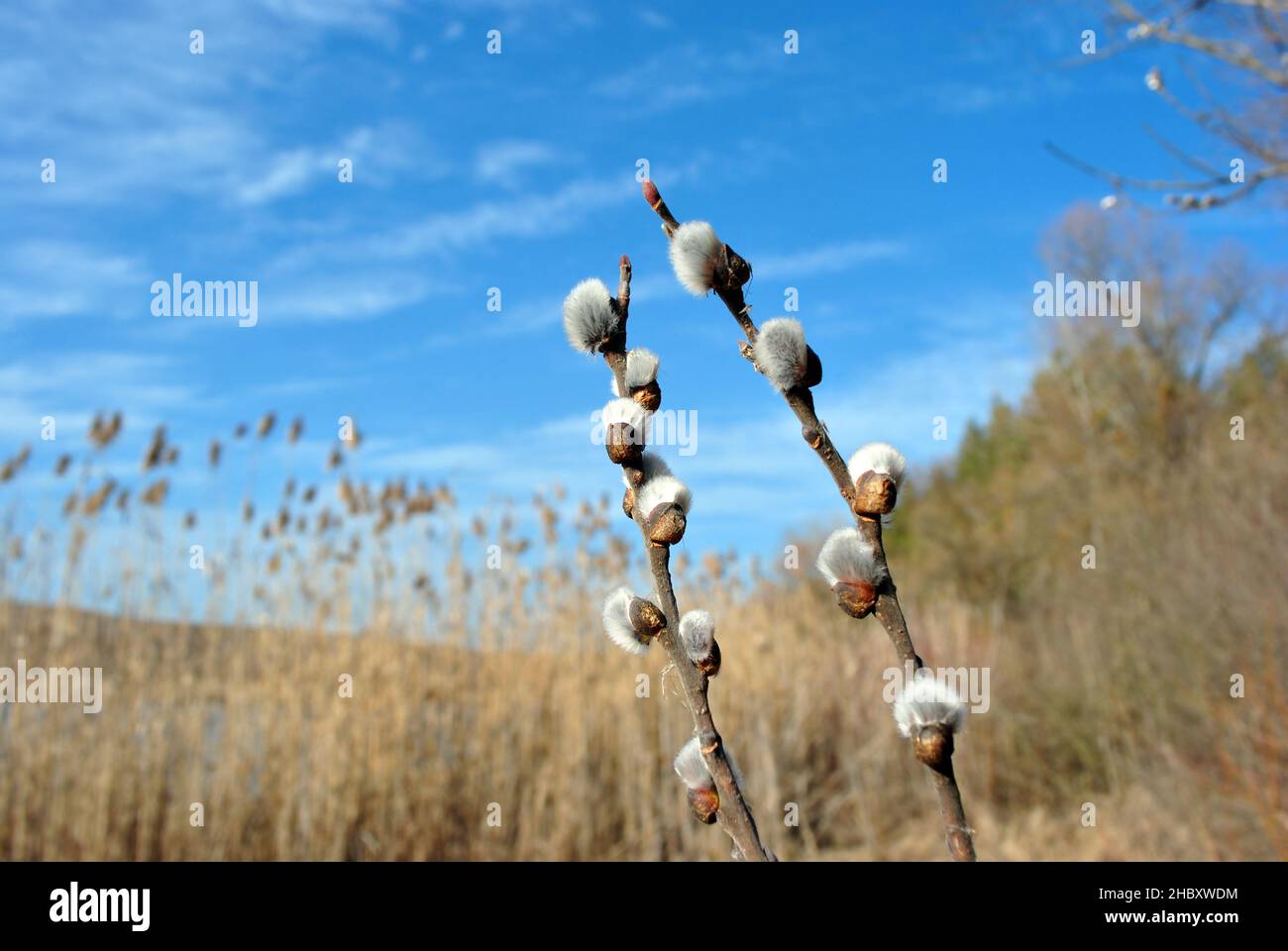 Ramoscelli di un bianco fiorente e canne morbide, cielo blu, primavera giorno di sole Foto Stock