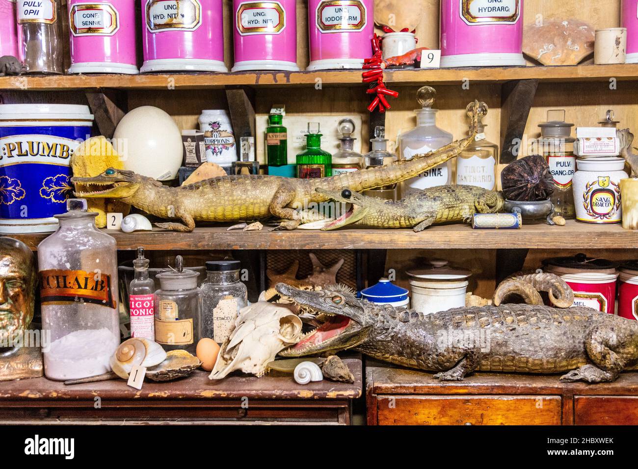 Tradizionale farmacista vittoriano, gabinetto di curiosità, coccodrilli taxidermy (Old Operating Theatre Museum e Herb Garret, Londra, Regno Unito Foto Stock