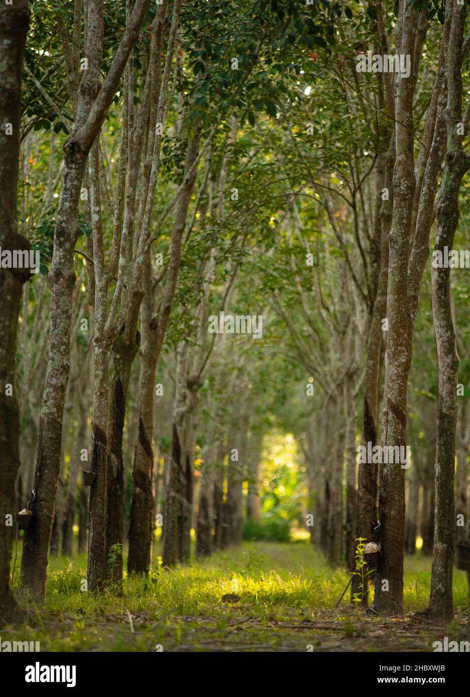 Tunnel vista alberi di gomma (Hevea brasiliensis). Maschiatura in gomma Malesia. Foto Stock
