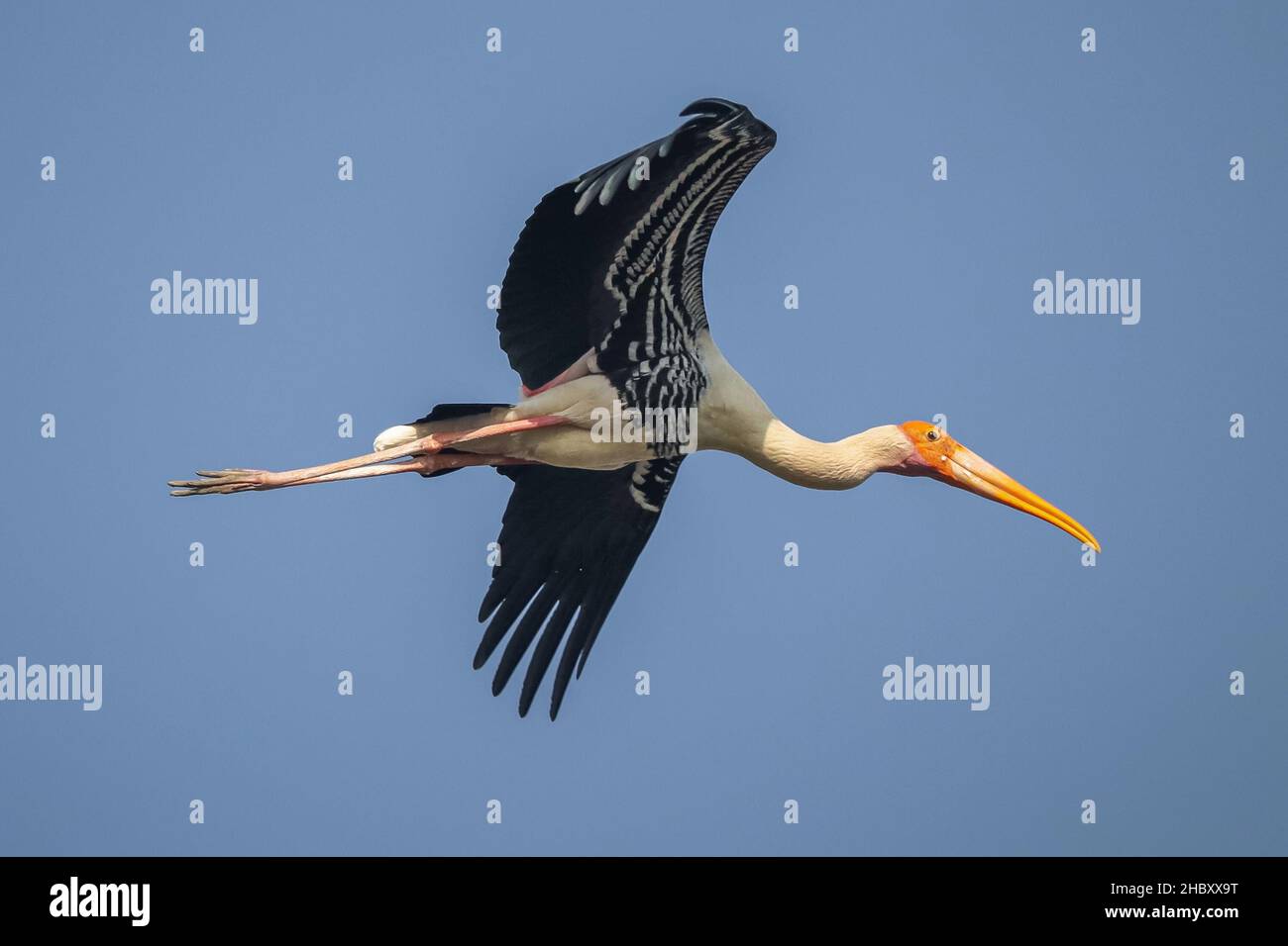 Nome uccello - Stork dipinto. Foto Stock