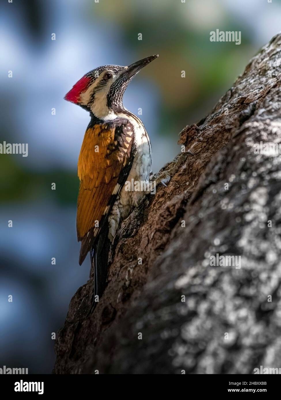 Black Rumped Flameback o Lesser Golden Backed Woodpecker. Foto Stock