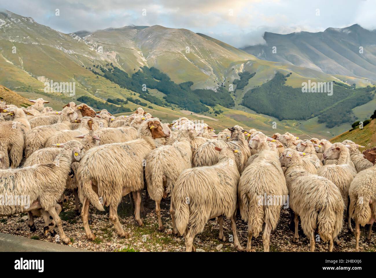 Mandria di pecore al Parco Nazionale dei Monti Sibillini vicino a Visso, Marche, Italia Foto Stock