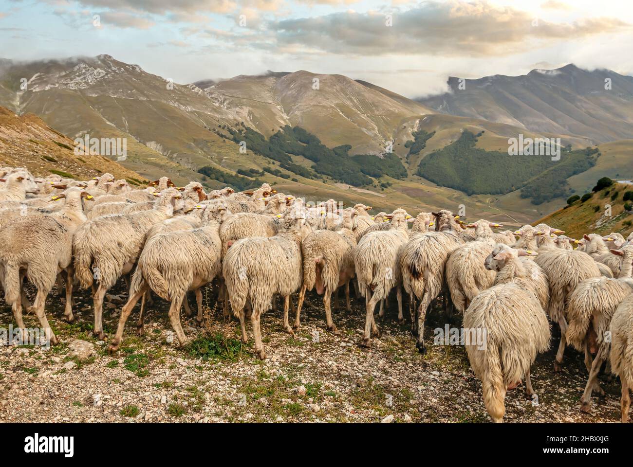 Mandria di pecore al Parco Nazionale dei Monti Sibillini vicino a Visso, Marche, Italia Foto Stock