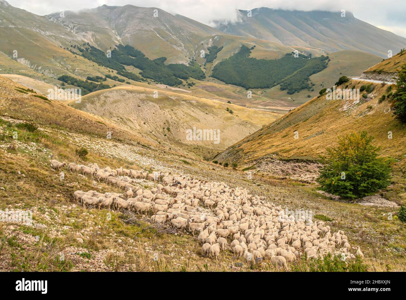 Mandria di pecore al Parco Nazionale dei Monti Sibillini vicino a Visso, Marche, Italia Foto Stock