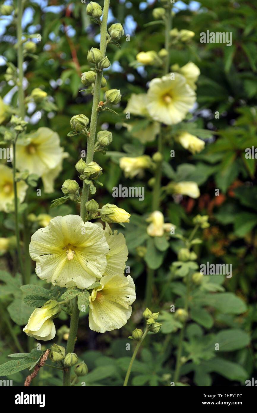 hollyhock russo (Alcea rugosa) fiorisce nel mese di luglio Foto Stock