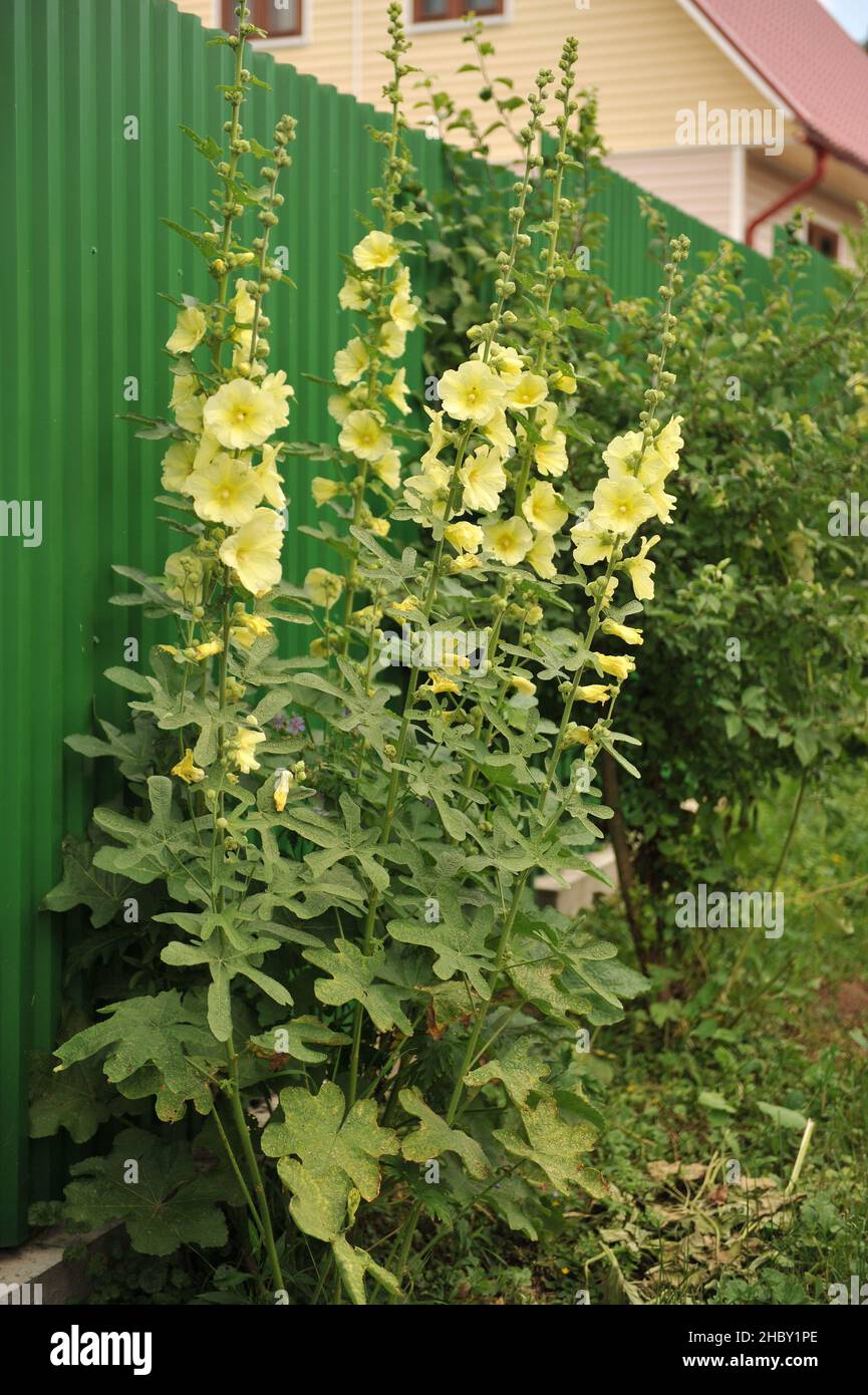 hollyhock russo (Alcea rugosa) fiorisce nel mese di luglio Foto Stock