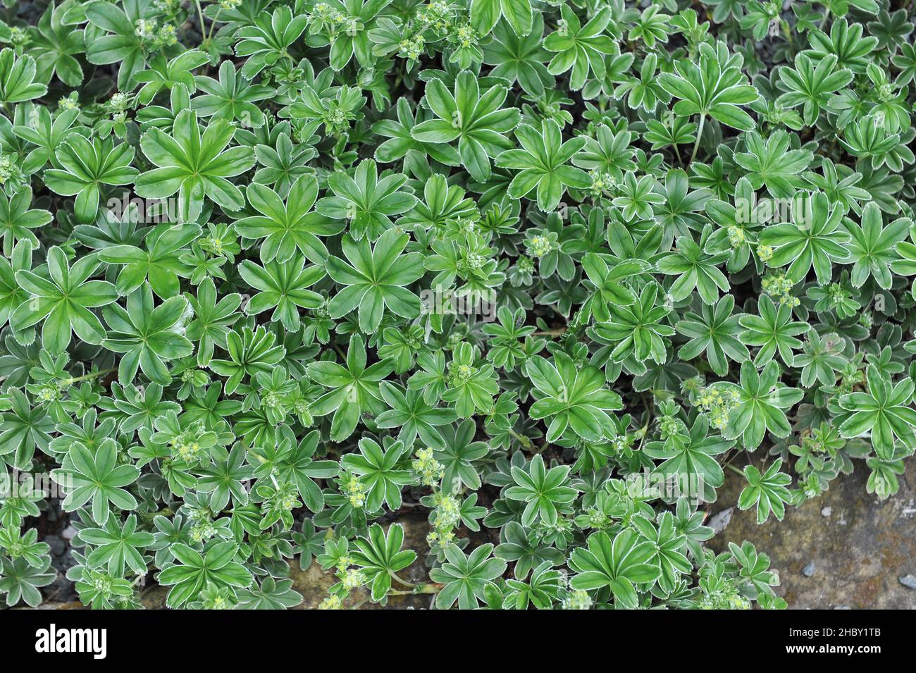 Il mantello della signora d'argento (Alchemilla congiunta) fiorisce in un giardino nel mese di maggio Foto Stock