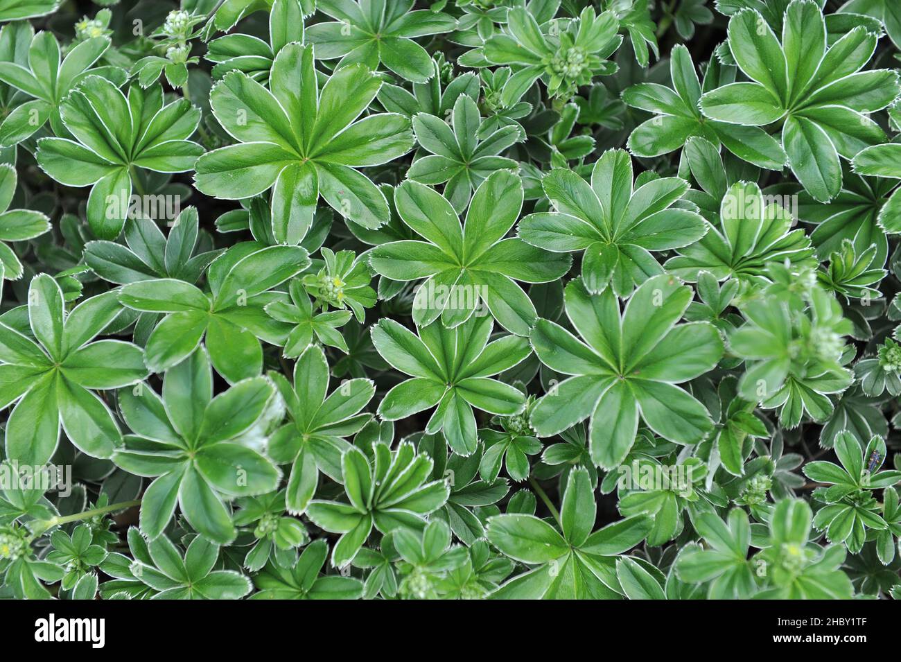 Il mantello della signora d'argento (Alchemilla congiunta) fiorisce in un giardino nel mese di maggio Foto Stock