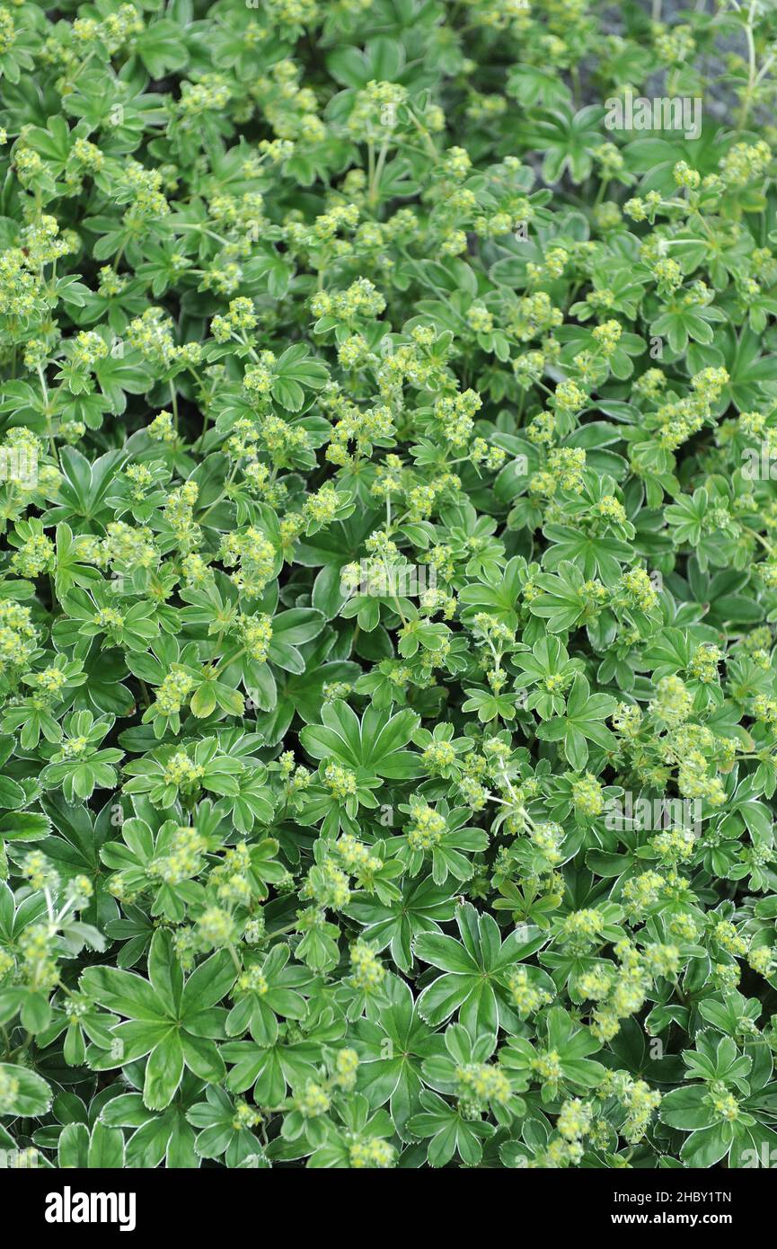 Il mantello della signora d'argento (Alchemilla congiunta) fiorisce in un giardino nel mese di maggio Foto Stock