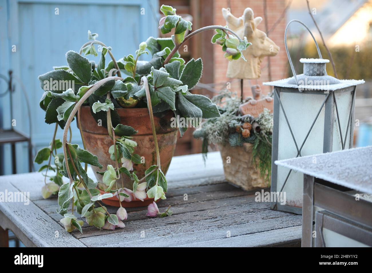Decorazioni natalizie in giardino. Una pentola di terracotta con hellebore (Helleboro) e lanterna in gelo di buoi su un tavolo di legno Foto Stock