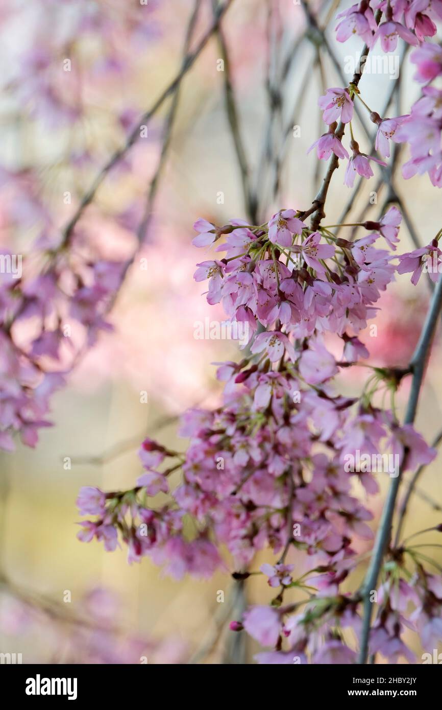 Pendula Prunus 'Pendula Rubra'. Rosa fioritura piccolo ciliegio piangente. Fiorisce all'inizio della primavera Foto Stock