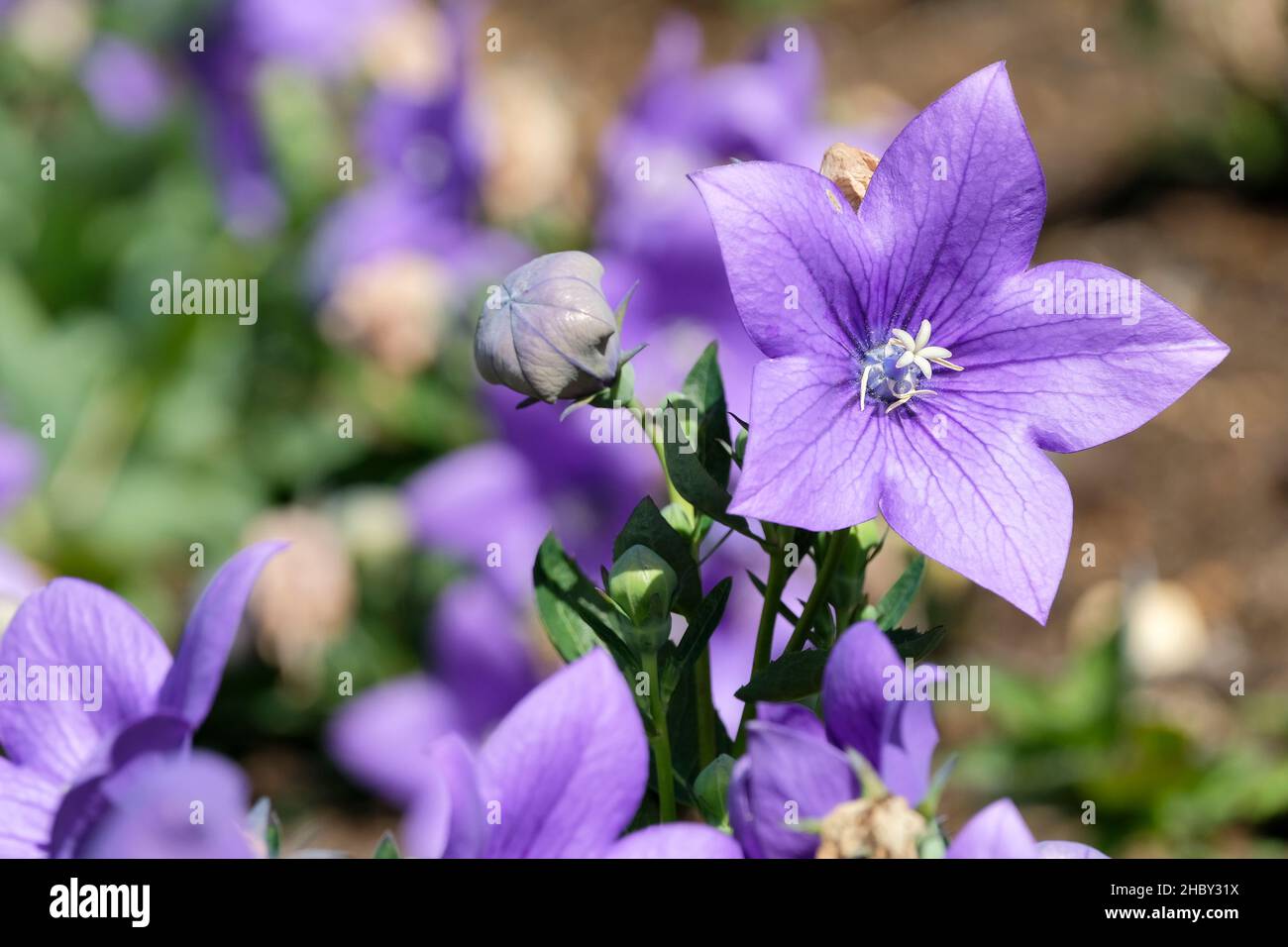 Platycodon grandiflorus 'Astra Blue' (Astra Series), palloncino fiore 'Astra Blue'. Primo piano di fiori Foto Stock