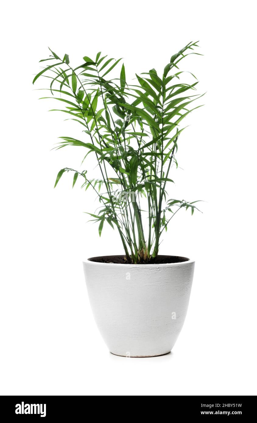 Salotto Palm. Chamaedorea elegans in vaso isolato su sfondo bianco Foto Stock