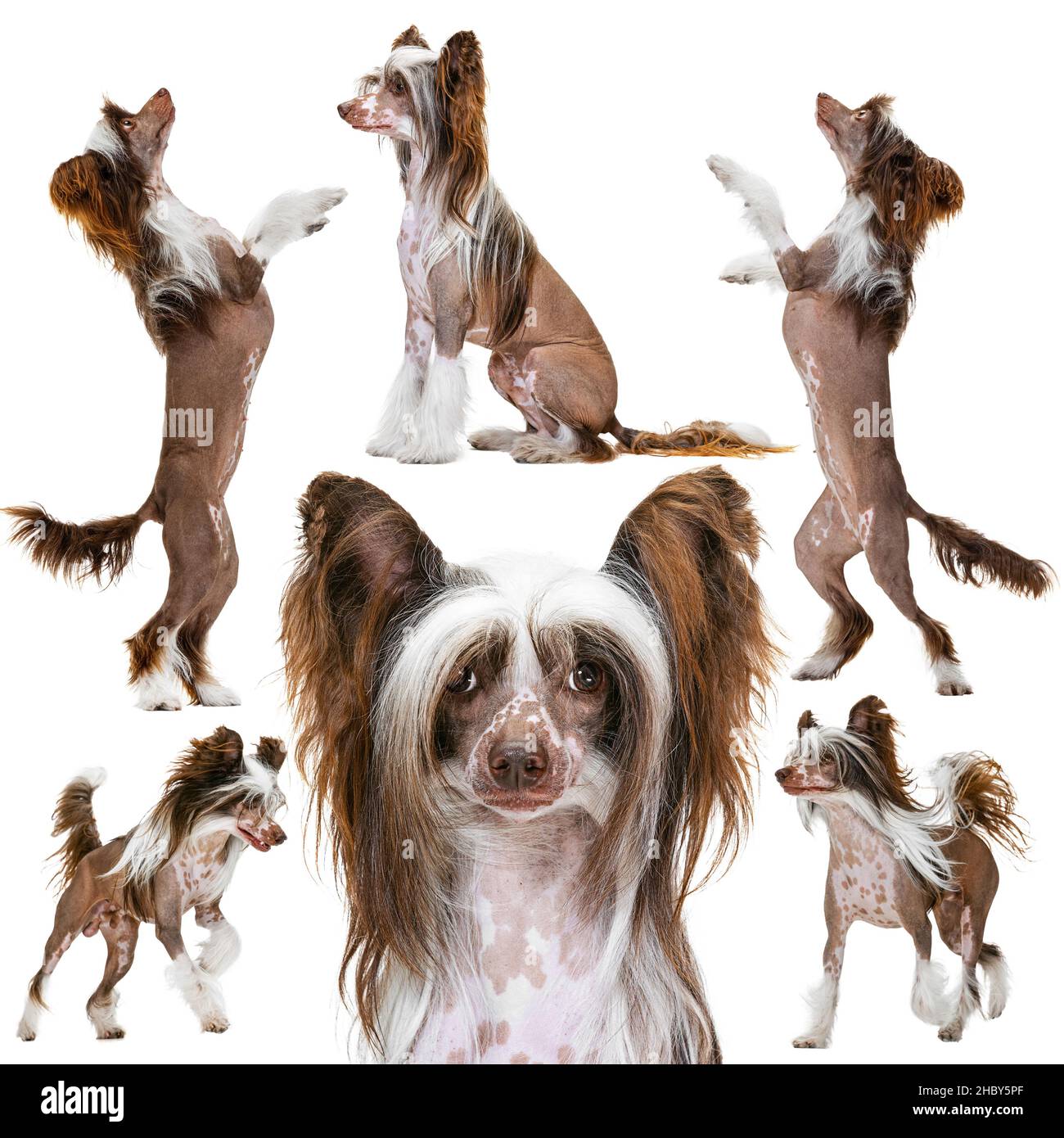 Collage di cucciolo Crested cinese, hairless carino domestico cane in diverse pose isolato su sfondo bianco Foto Stock