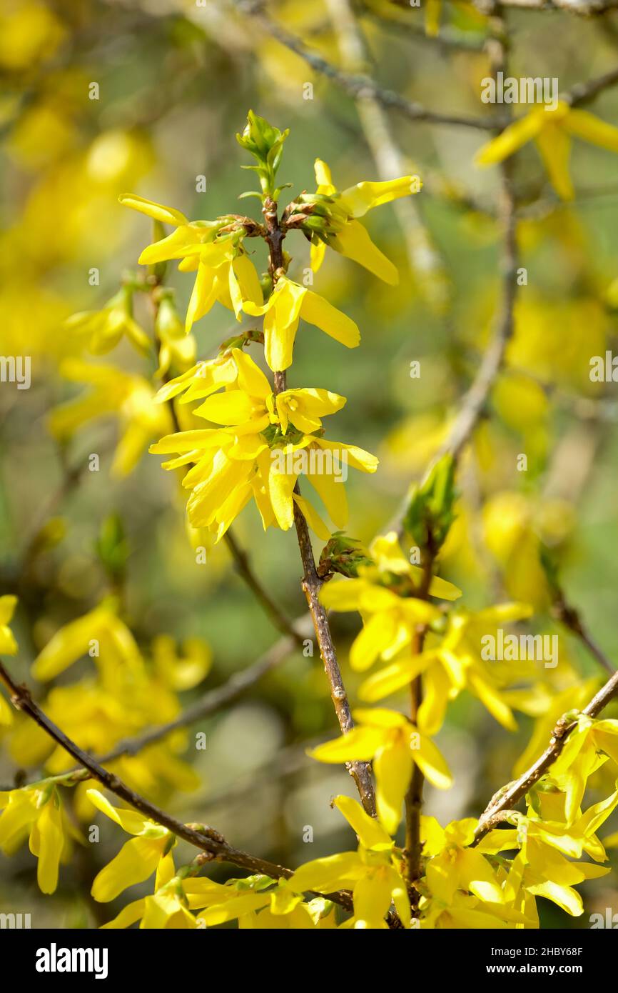 Forsithia x intermedia 'Vitellina', forsithia di confine, primo piano di fiori gialli in primavera. Foto Stock