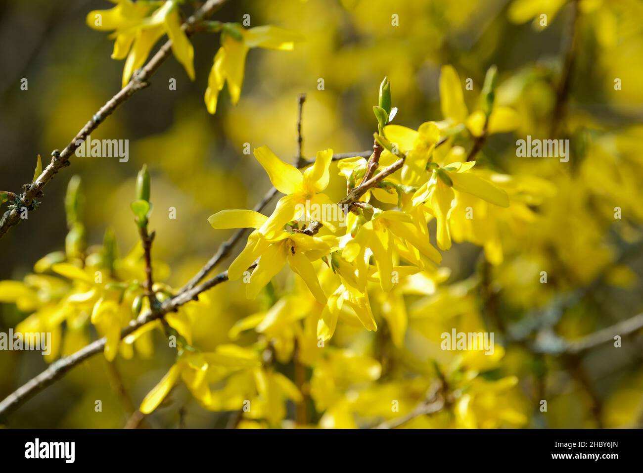 Forsithia x intermedia 'Vitellina', forsithia di confine, primo piano di fiori gialli in primavera. Foto Stock