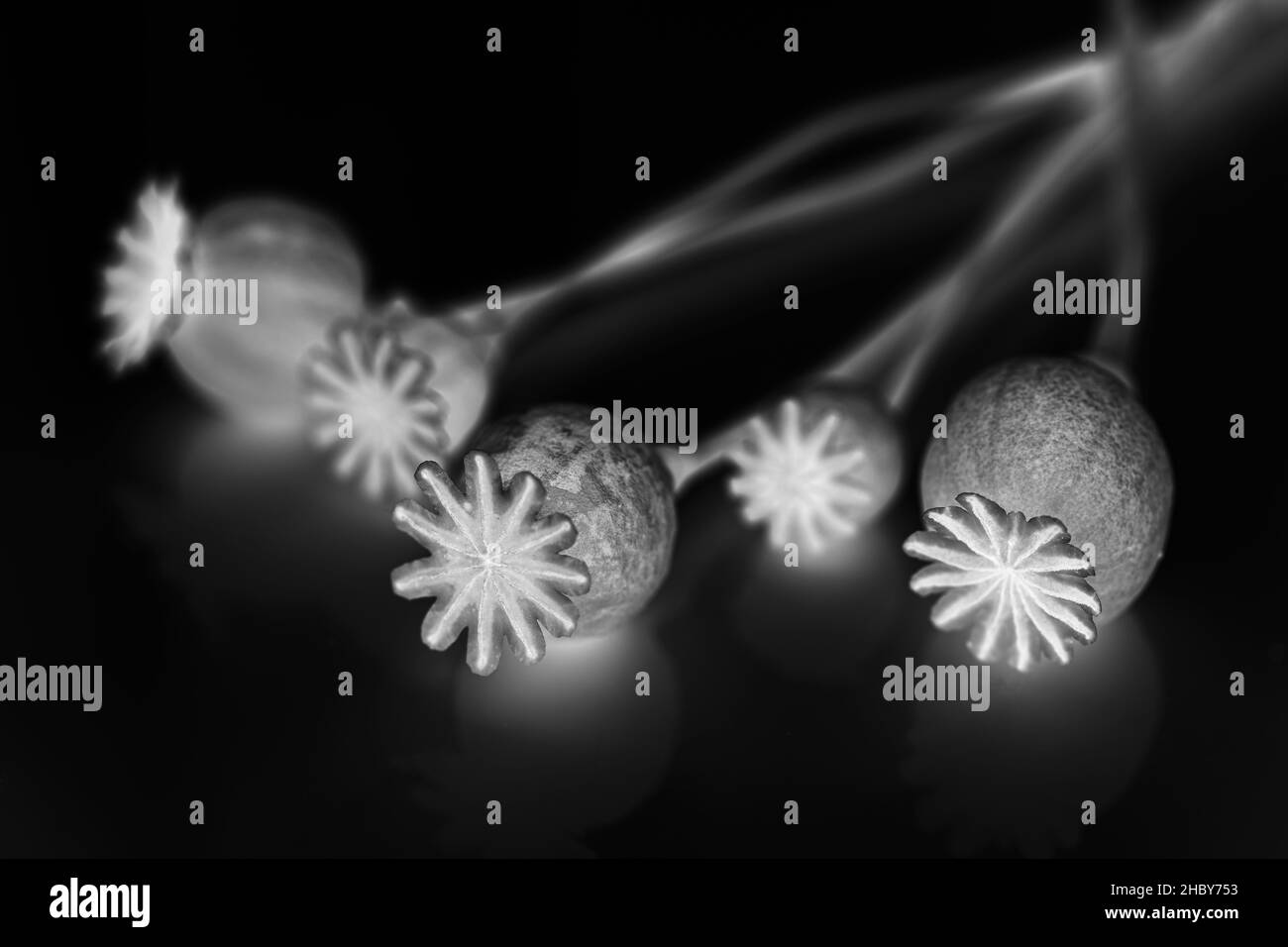 Semi di papavero capi Foto Stock