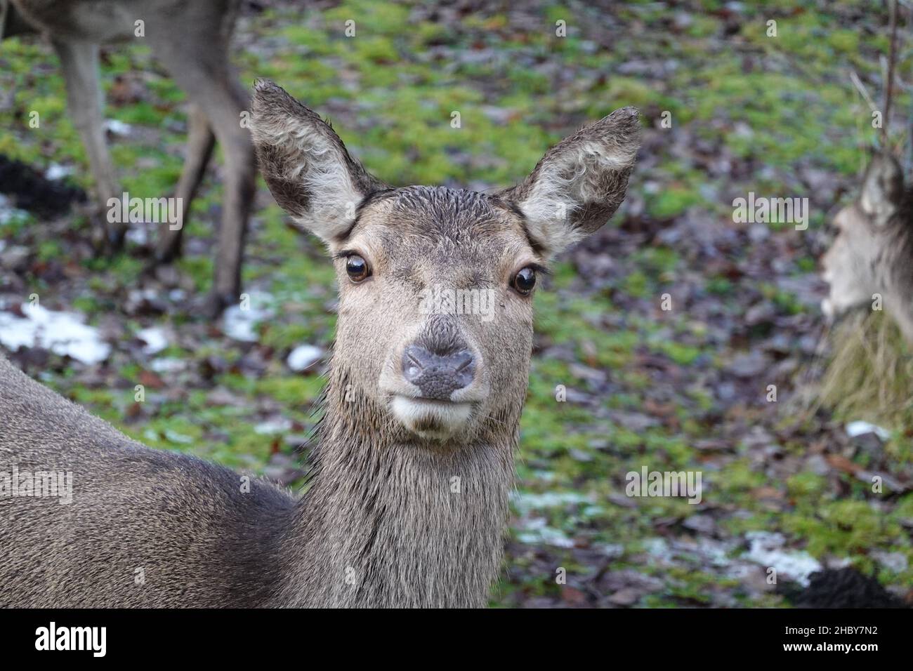 Un capriolo, vicino alla stazione di Rannoch, Highlands scozzesi, Regno Unito Foto Stock