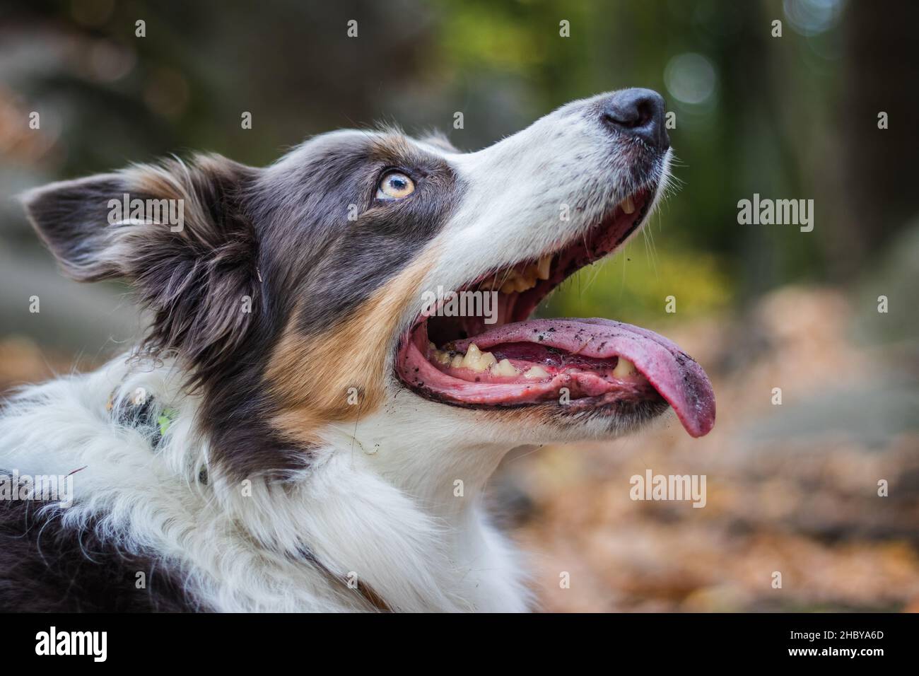 Ritratto di confine Collie in foresta. Carino cane piatto. Foto Stock