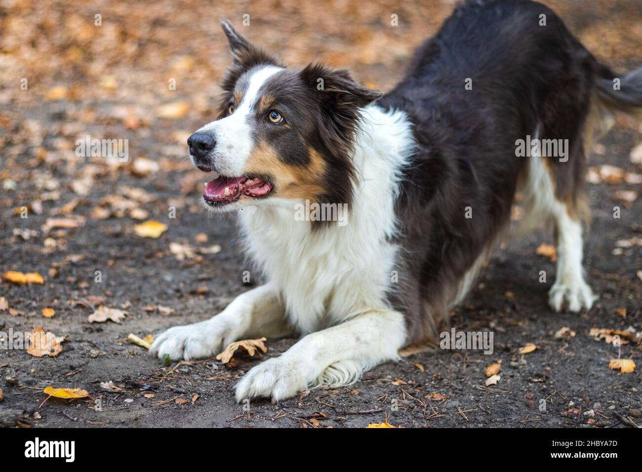 Giocoso confine Collie nella foresta. Cane è in attesa di un comando. Cute PET dog all'aperto. Foto Stock