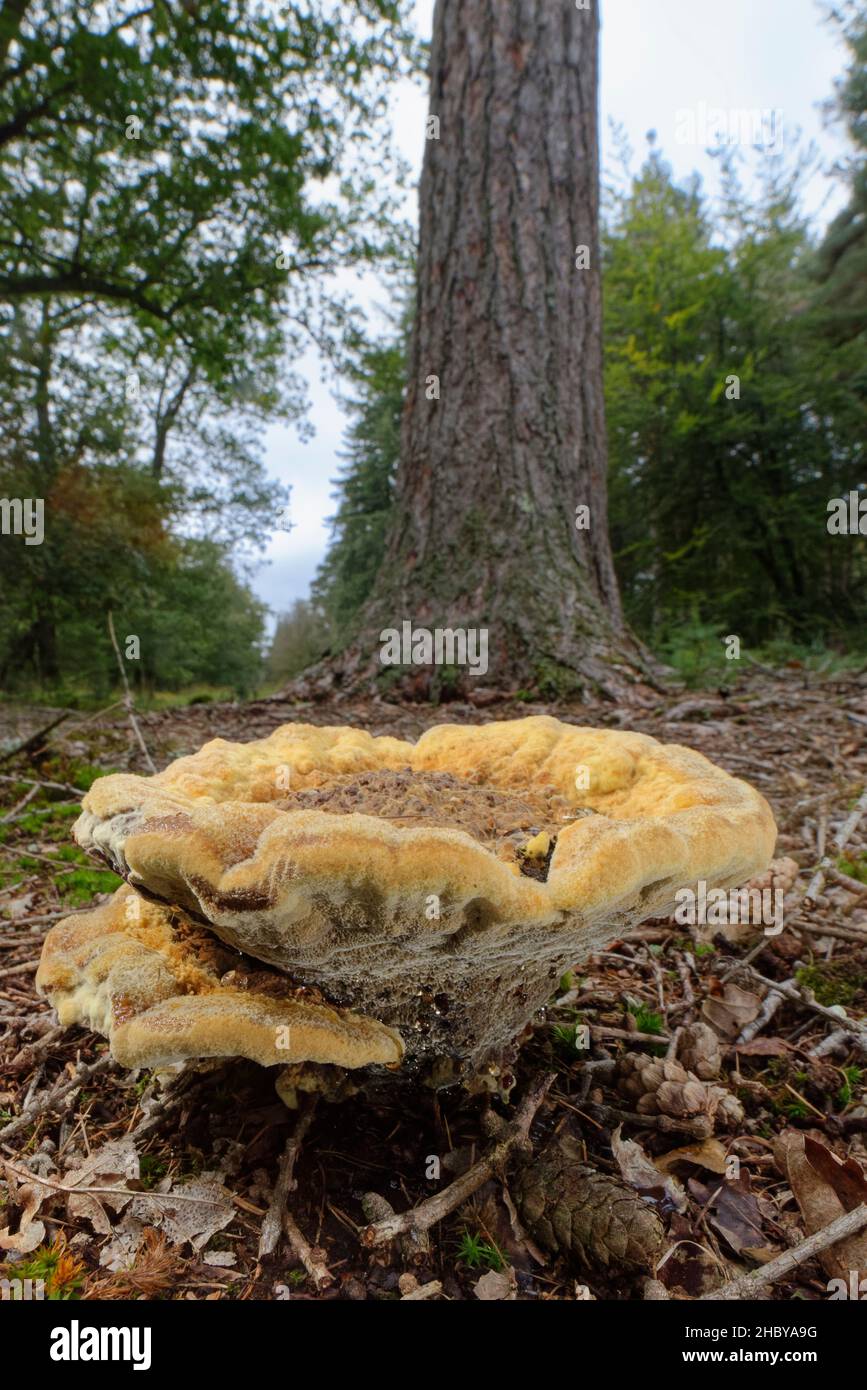 Il fungo mazegill di Dyer (Phaeolus schweinitzii) che cresce su un terreno boschivo al di sotto degli alberi di conifere, Bolderwood, New Forest, Hampshire, UK, Ottobre. Foto Stock