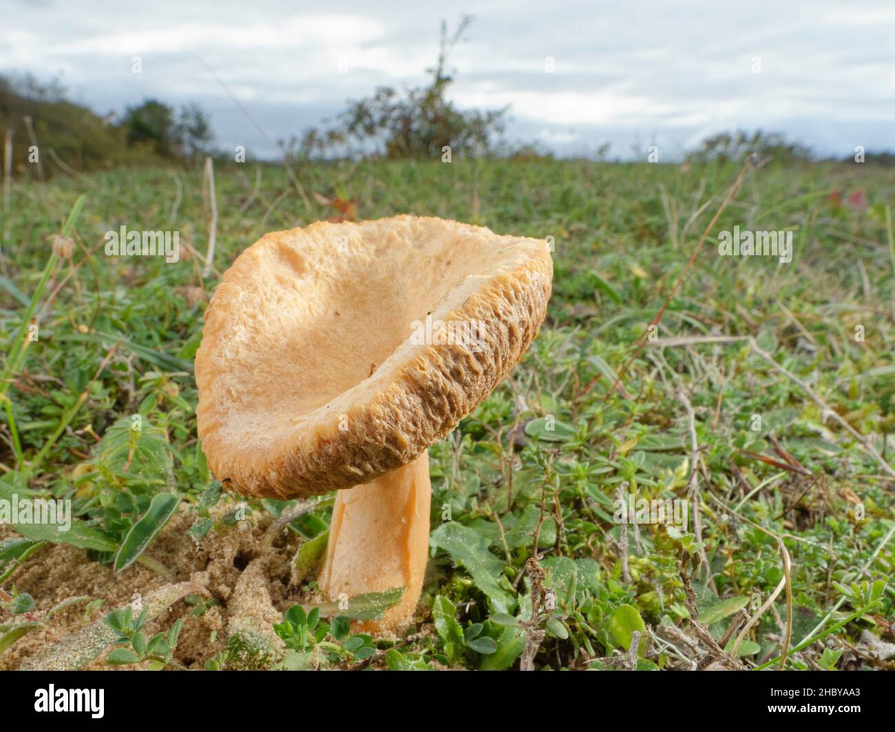 Fungo Milkcap (Russulaceae) infettato da un altro fungo (Hypomyces cf. Lateritius) che porta a branchie fuse, sulla prateria delle dune, Oxwich, Galles UK Foto Stock