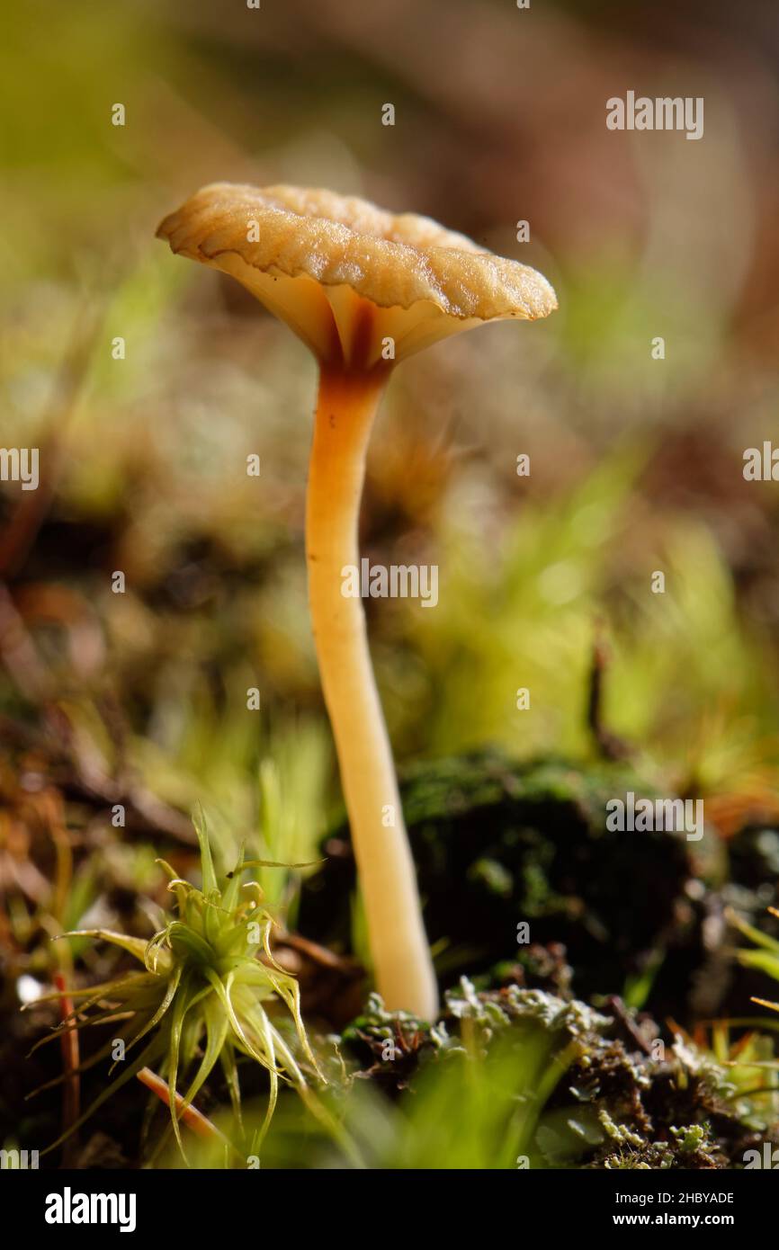 Heath ombelel (Lichenomphalia umbellifera), un lichen inusuale che produce un fungo ghiaiato per liberare le spore, crescendo sul pavimento della foresta, New Forest, UK Foto Stock