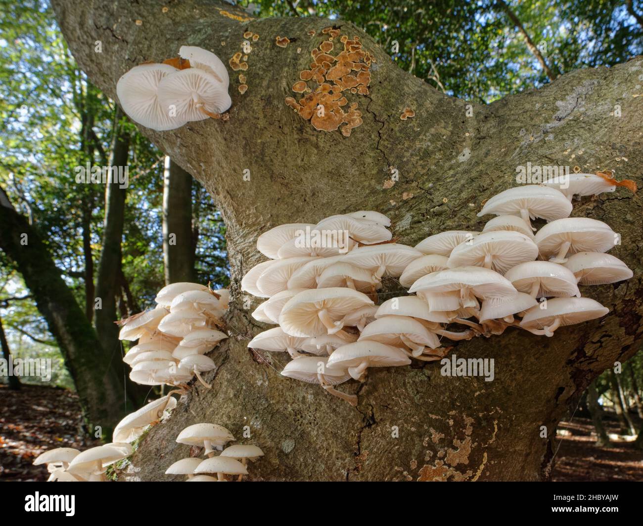 Fungo di porcellana (Oudemansiella mucida) groppa che cresce sul tronco di un albero di faggio marcio (Fagus sylvatica), New Forest, Hampshire, UK, ottobre. Foto Stock