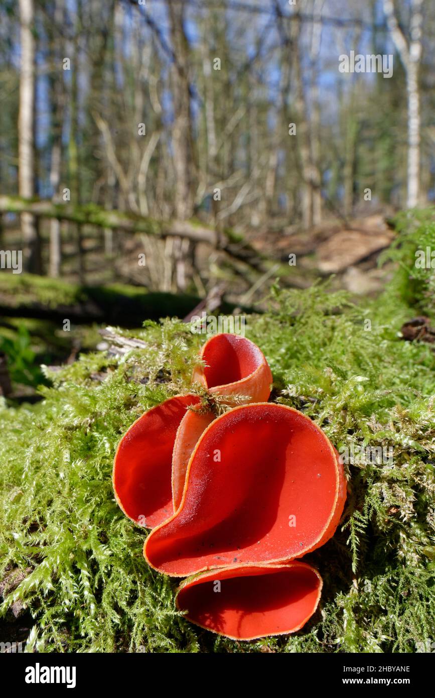 Funghi rubby / Scarlet Elf Cup (Sarcoscopypha coccineae / austriaca) coltivati su un tronco marcio di muschio tra lettiere fogliari in boschi decidui, Wiltshire, UK Foto Stock