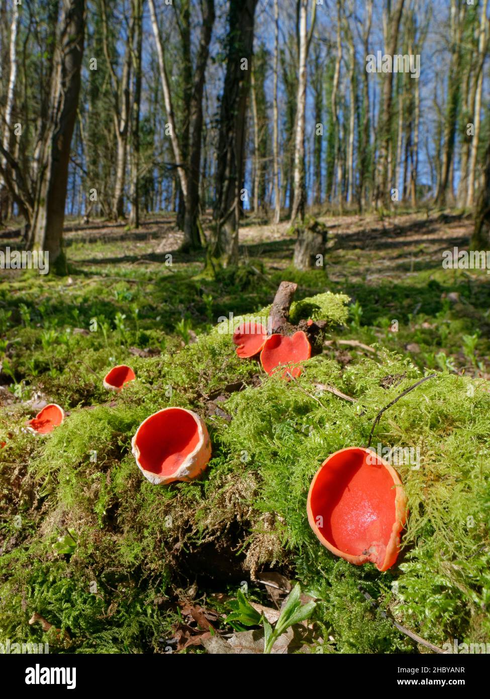Funghi rubby / Scarlet Elf Cup (Sarcoscopypha coccineae / austriaca) coltivati su un tronco marcio di muschio tra lettiere fogliari in boschi decidui, Wiltshire, UK Foto Stock