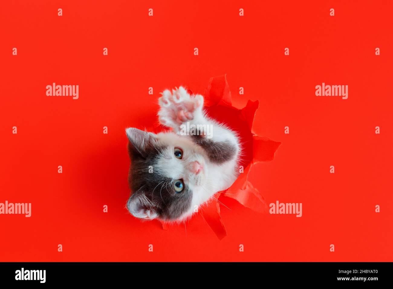 Carino gattino isolato su sfondo rosso di colore. Curiosità Kitten peeking su carta rossa buco cornice gioco con zampa. Soffice gatto salire fuori dal buco. Umorismo Foto Stock