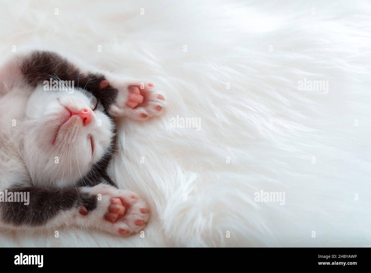 Poco felice gattino nap sonno sollevare zampe mostrando zampe rosa pelo imbottiture su bianco soffice plaid. Cat nap confortevole relax al letto accogliente. Cucciolo Foto Stock