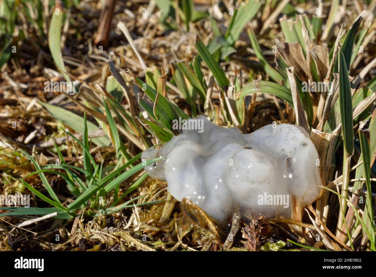 “Star Jelly”, rana comune (temporanea Rana) resti di ovaie lasciate da un predatore in pascoli boscati dopo la pioggia pesante, Fritham, New Forest, UK, ott Foto Stock