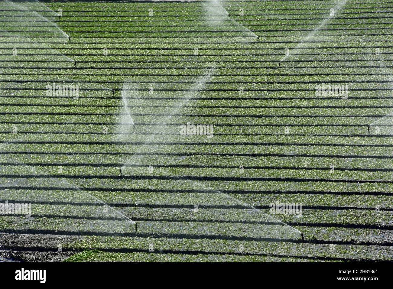 Campo con filari di spinaci, irrigazione, agricoltura nel sud, in Andalusia, Spagna Foto Stock